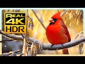The Stunning Red Cardinal in Amazing 4K HDR - Stunning Nature with Relaxing Music &amp; Birds Sounds