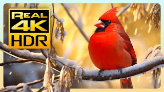 The Stunning Red Cardinal In Amazing 4K Hdr - Stunning Nature With Relaxing Music & Birds Sounds