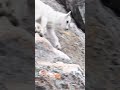 Baby mountain goats are the cutest thing you&#39;ll see today #shorts
