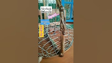 🔴sangkar jebak / merbok....!! #shorts #sangkarburung #merbok #perkutut #video #youtubeshorts