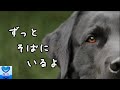 犬が認知症の飼い主を救う。森に迷った女性のそばを3日間離れず守り抜いた姿に涙が溢れる【感動】