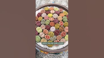 Lithops Care Secrets in 60 Secs!