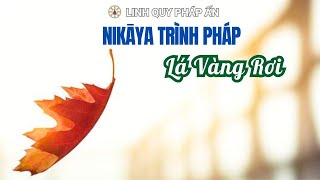 NIKAYA - Trình Pháp Lá Vàng Rơi