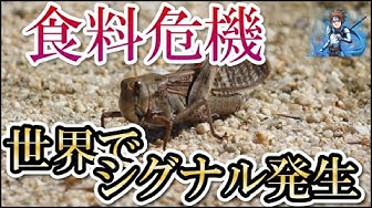 サバクトビバッタ Youtube