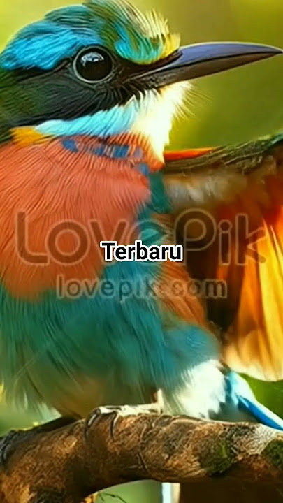 Burung masteran #birds #burungkicaudialamliar #birdsounds #birdsong #burung