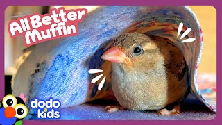 This Little Sparrow’s Feathers Are Falling Out! Help! | Dodo Kids | All Better