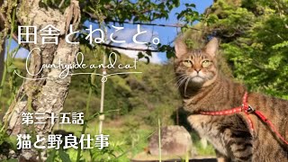 ねこと野良仕事の日々