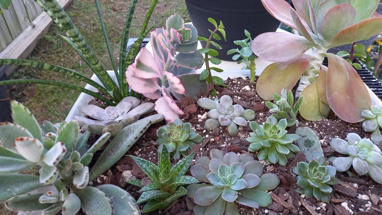 Plantar Suculentas: Una Actividad Gratificante 