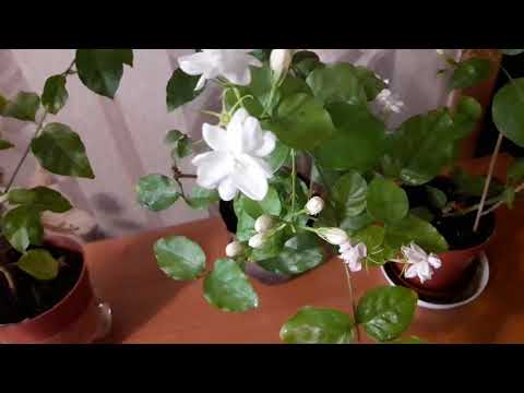 Видео: Арабски жасмин цвете: Отглеждане на арабски жасмин на открито