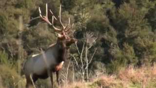 Kaweka Hunting N Z Video