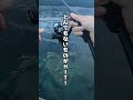 夏イカを釣る方法を見つけました【ライトエギング】 #釣り #エギング #ライトエギング