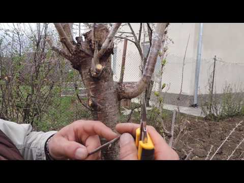 მყნობა კვირტით და 9 აპრილის თოვლი არაგვის ხეობაში.ჟინვალი.