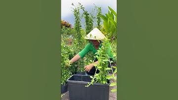 Cây Cúc Tần Ấn Độ #cuctanando #caycuctanando