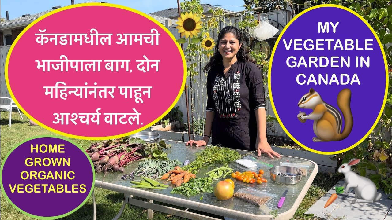 कॅनडामधील आमची भाजीपाला बाग #My vegetable garden #Backyard garden #Desi vegetables #Home gardening