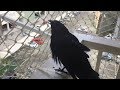 Esquente seu Pássaro preto fazendo ele cantar bem rápido!