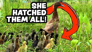 Ducklings Hatched Naturally on Pasture