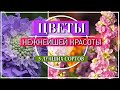 5 НЕЖНЕЙШИХ КРАСИВОЦВЕТУЩИХ  ОДНОЛЕТНИКОВ ОТ КОТОРЫХ ВЫ ТОЧНО НЕ СМОЖЕТЕ ОТКАЗАТЬСЯ