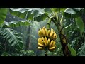 Heavy Rain on Banana Leaves | Tropical Rain Sounds for Deep Sleep