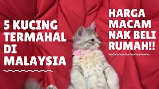 5 KUCING TERMAHAL DI MALAYSIA - YouTube