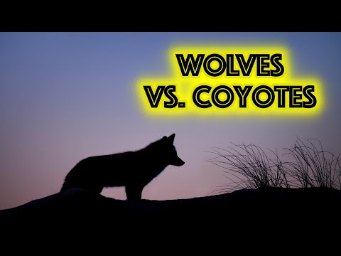 Wolves vs. Coyotes: How to Distinguish Them???