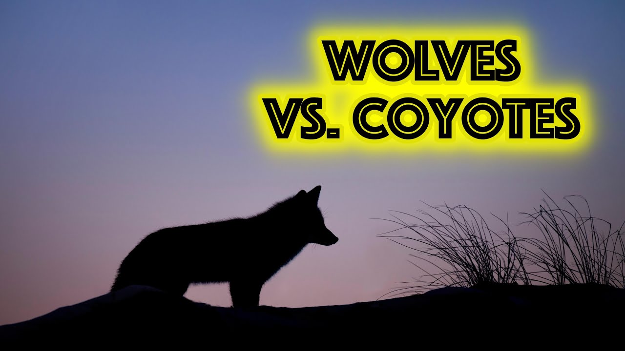 Wolves Vs. Coyotes: How To Distinguish Them???