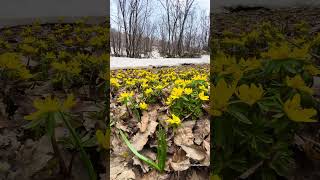 #barzani #nature #dhoka #mountains #kurdstan #zaxo #akre #yourself