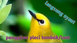 Suara pikat pleci tambak/laut#memanggil pleci liar