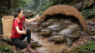 Harvesting "Mud Monsters": Catching Giant Soft-Shell Turtles Hidden Deep in the Mud!