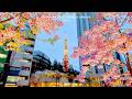 4K60【桜ライトアップと東京タワー】麻布台ヒルズ 2026 東京 Japan