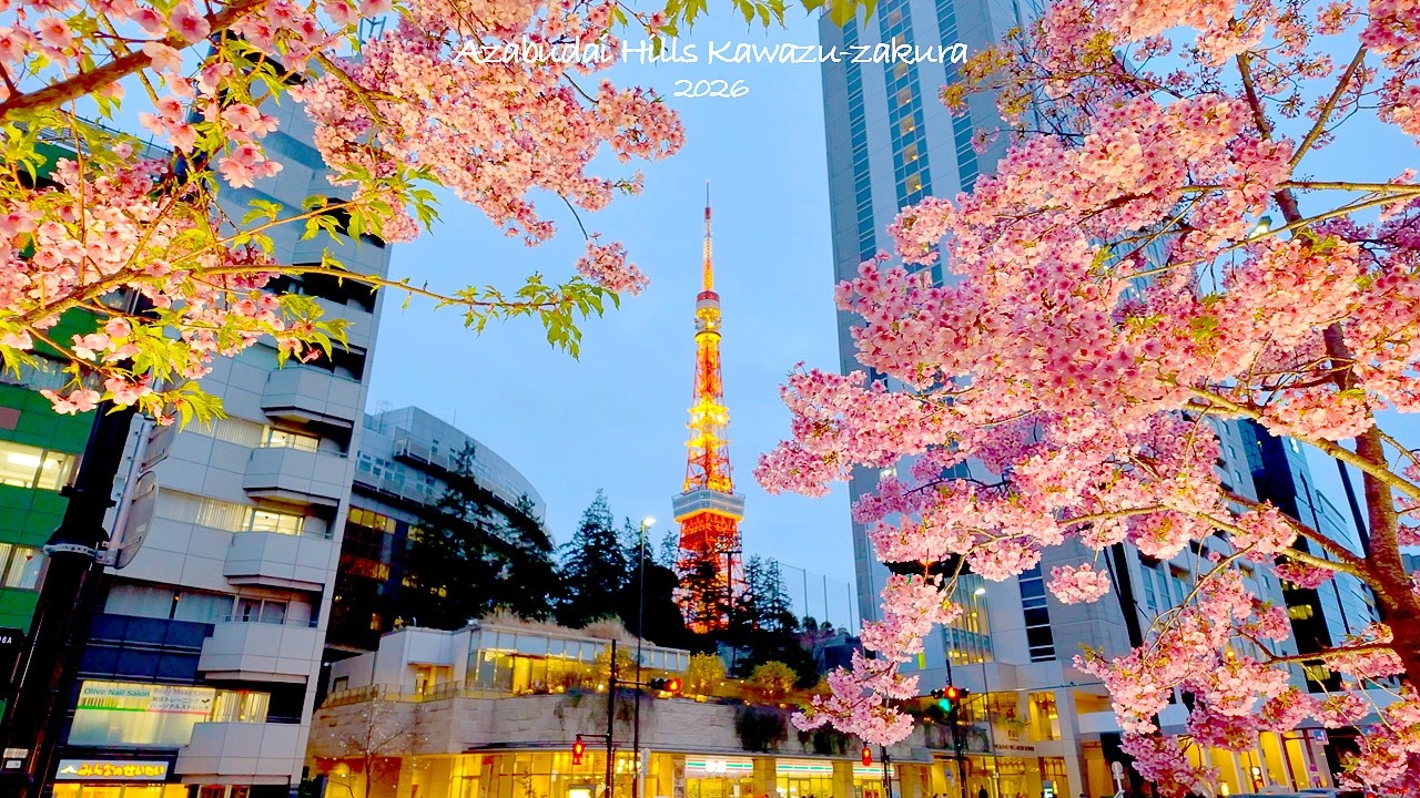 4K60【桜ライトアップと東京タワー】麻布台ヒルズ 2026 東京 Japan