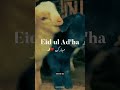 Eid-ul-Adha Mubarak ☝🏻😊 ap sab ko #islamic #eiduladha #eid #daily
