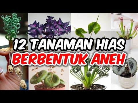 Video: Apa Itu Tumbuhan Trachyandra: Informasi Tentang Tumbuhan Trachyandra