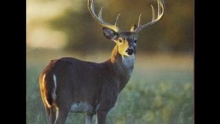 Ole Jeffs Oklahoma Outdoors on Facebook