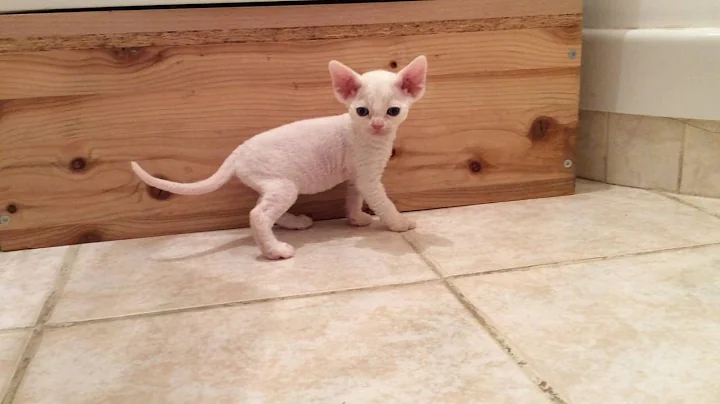 Video 11240881: devon rex, litter