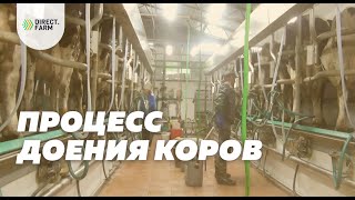 картинка: Подробный процесс доения голштинских коров в доильном зале елочка