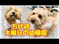 【犬の幼稚園】万代店🍬木曜日の幼稚園🍬