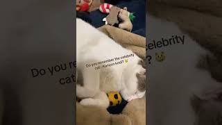 It’s not easy to be a legend 🤭🐾💤 #catsofistanbul #stretcats  #funnycats  #kanyonkedi