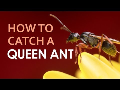 How To Catch A Queen Ant