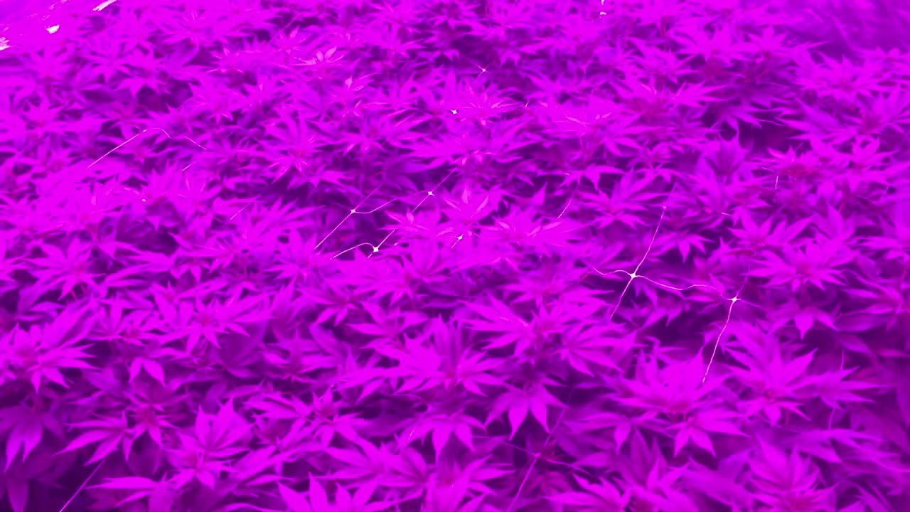 Girl Scout Cookies(Thin Mint) Week 1 Flowering Scrog Coco!