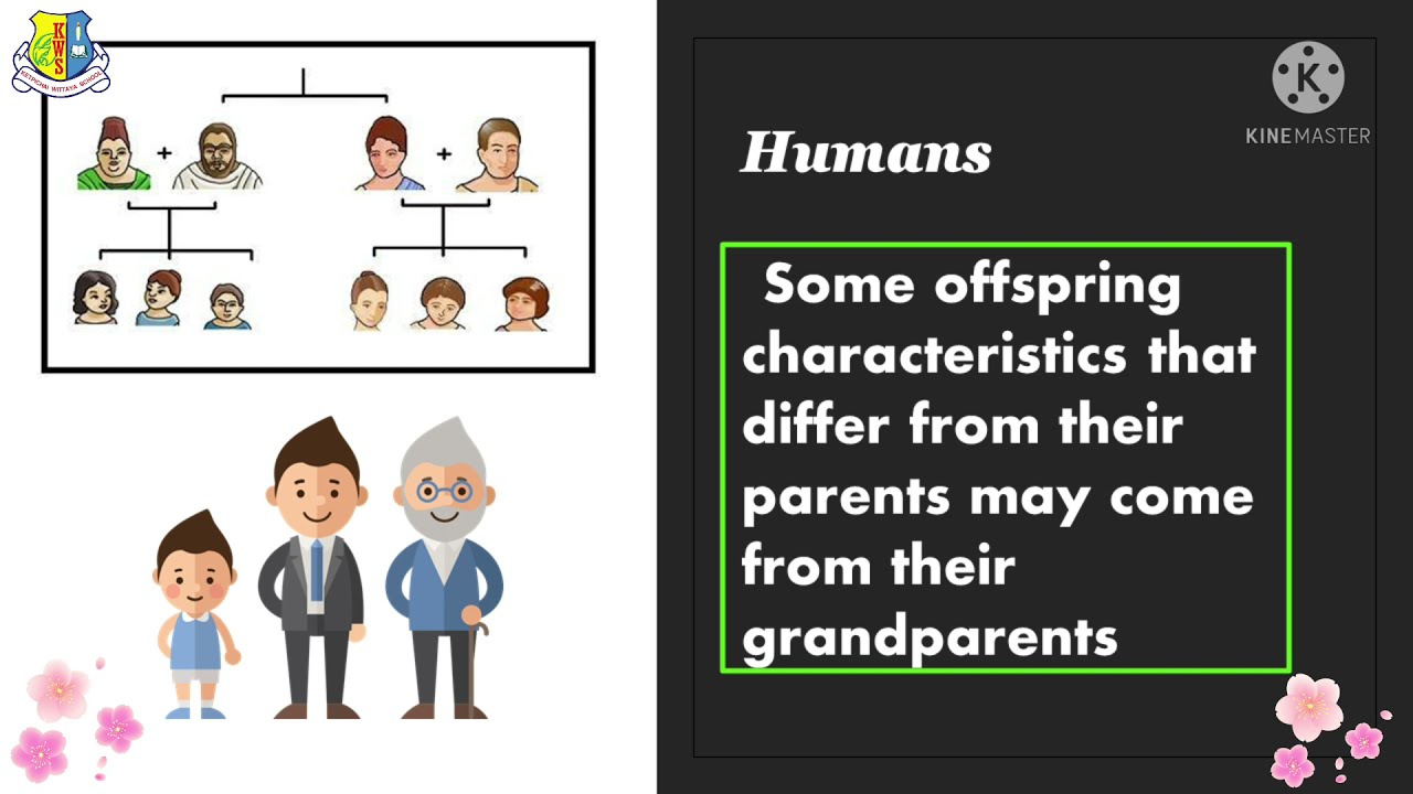 Primary-3 science, Inheritance from parents to offspring, Online ...
