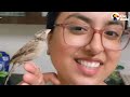 Tiny Rescue Bird Follows Her Mom Around Like A Dog  | The Dodo