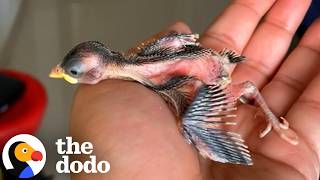Tiny Rescue Bird Follows Her Mom Around Like A Dog The Dodo