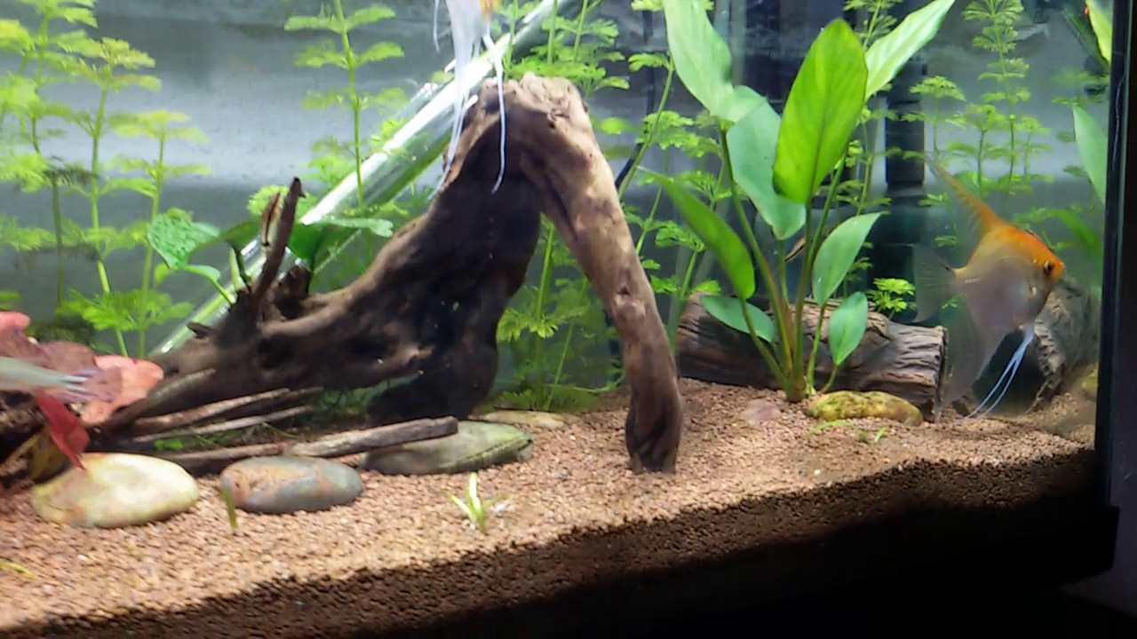 Eliminación total de las algas pincel negras acuario 135 litros.