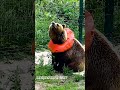 Стильно, модно, молодёжно 🐻👍