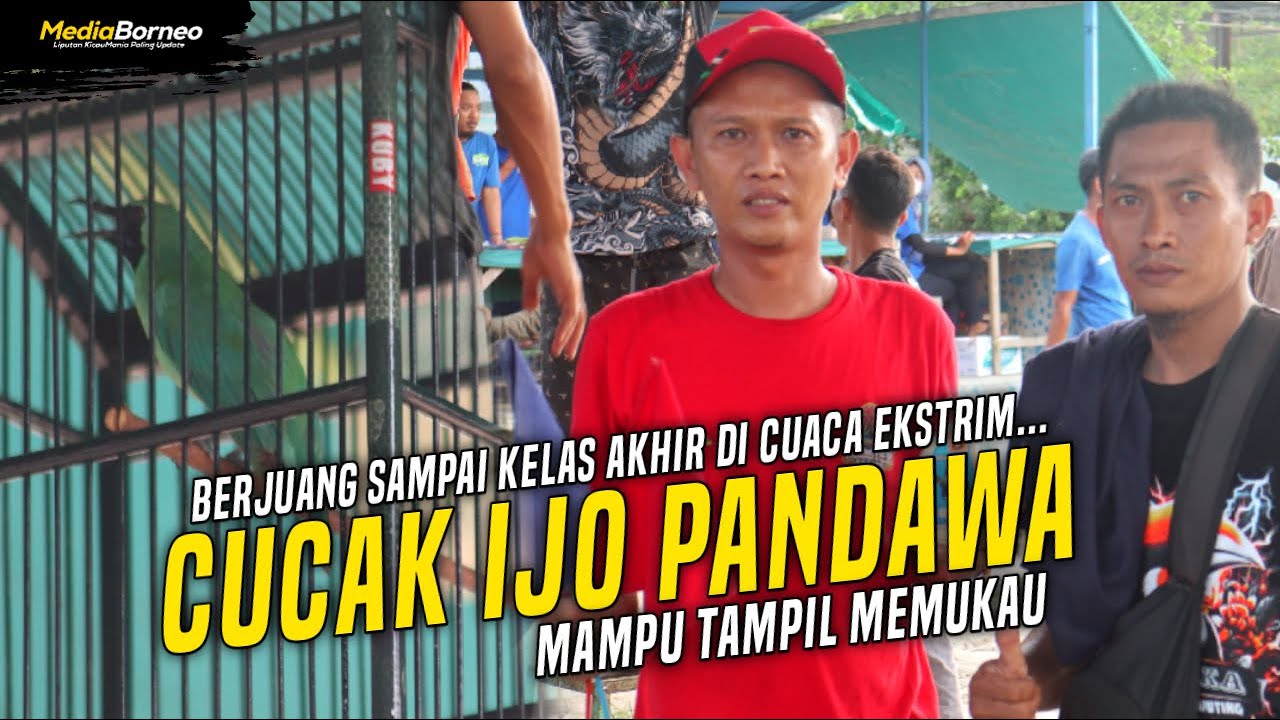CUCAK IJO PANDAWA || GRAHA INDAH BALIKPAPAN - YouTube