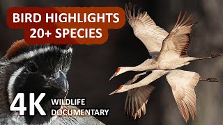 Birds of Bosque del Apache - Wildlife Documentary