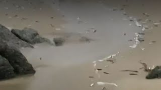 Chile | Cientos de peces aparecen varados y sorprenden a los habitantes de Punta de Tralca