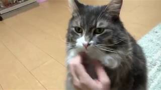 鳴いて何かを訴える猫 ノルウェージャンフォレストキャットmeows and trying to tell something.Norwegian Forest Cat.