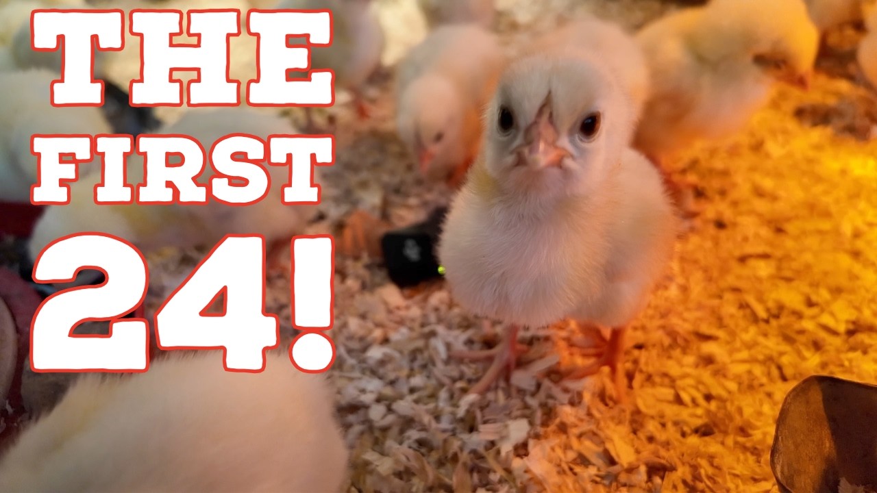 Your First 24 Hours With Baby Chicks