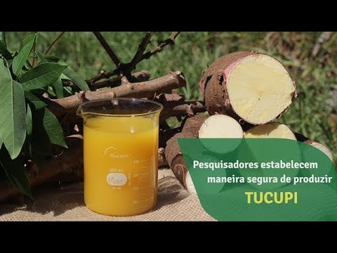 Embrapa Amazônia Oriental - Pesquisadoras estabelecem maneira segura de produzir o tucupi